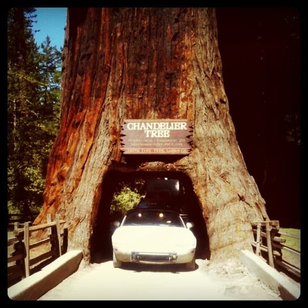 The Chandelier Tree
