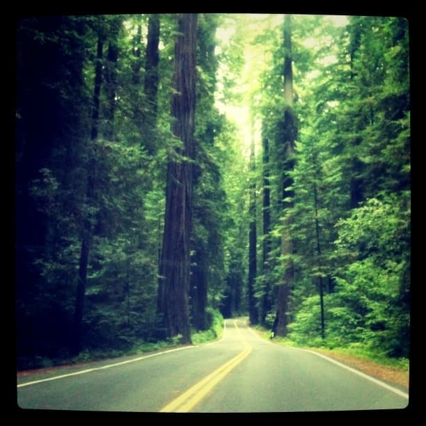 Avenue of the Giants