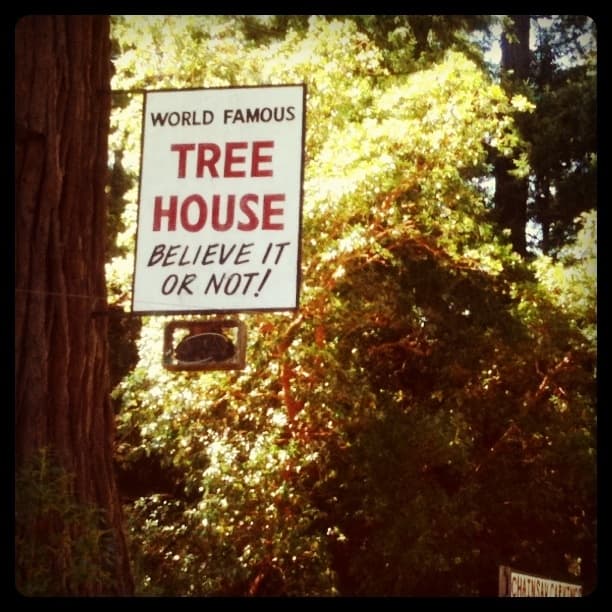 The World Famous Tree House!