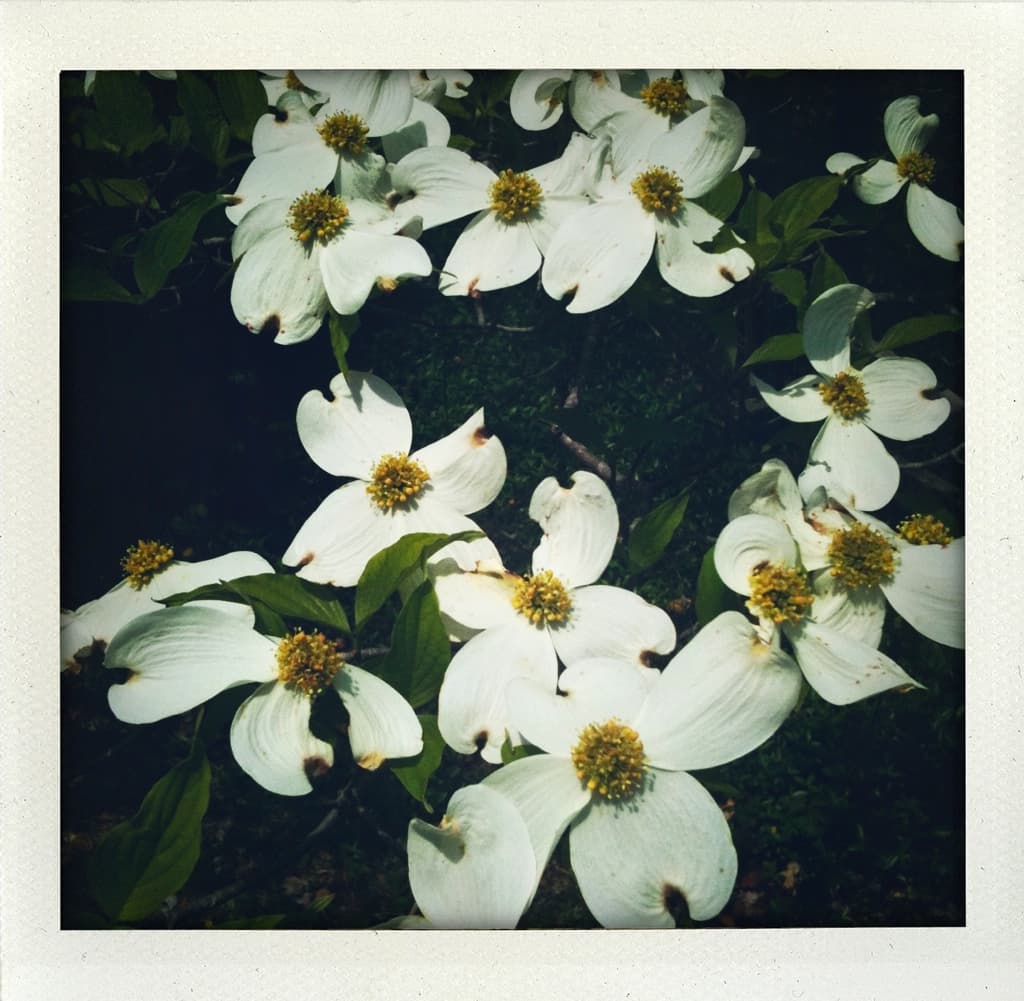 Georgia Dogwood