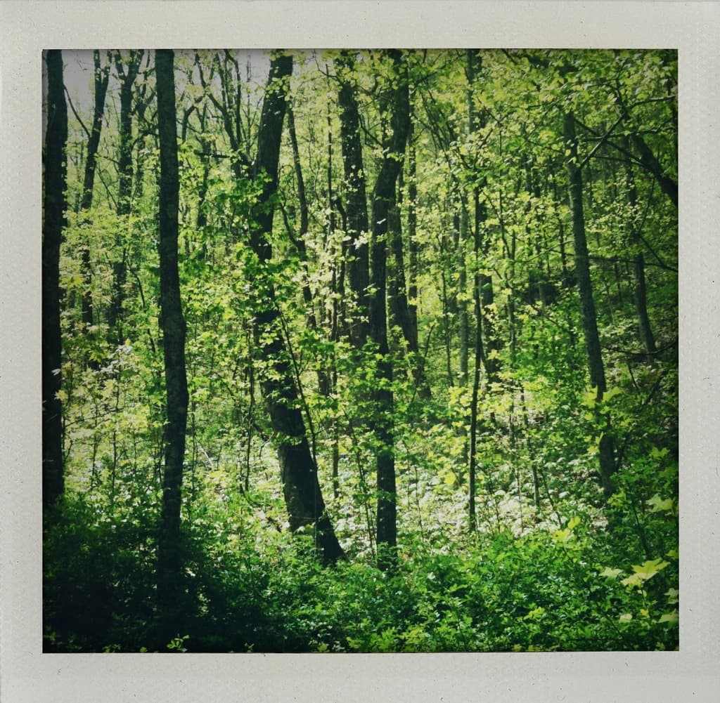 Spring Forest
