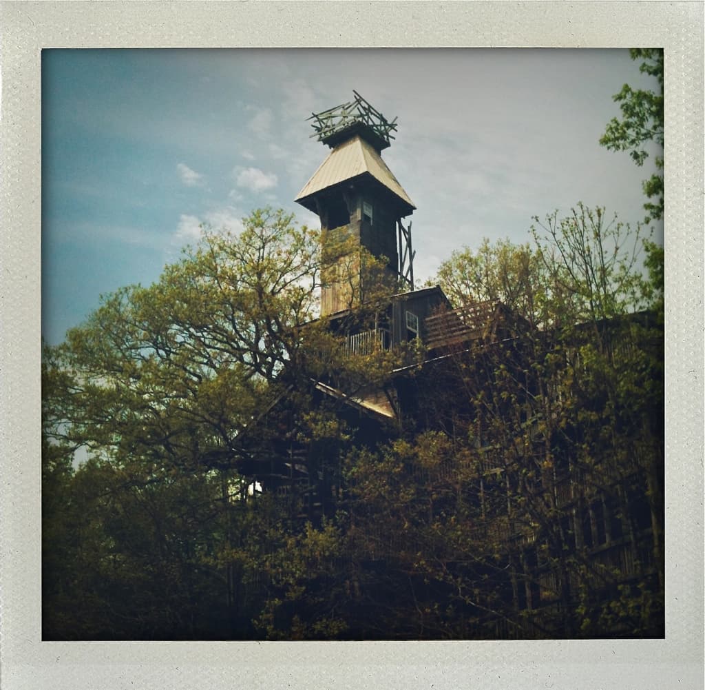 View to the bird's nest