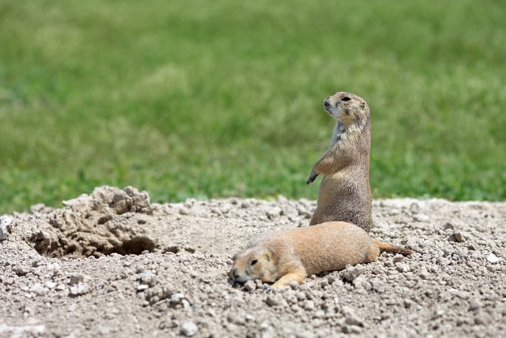 Prairie Dogs