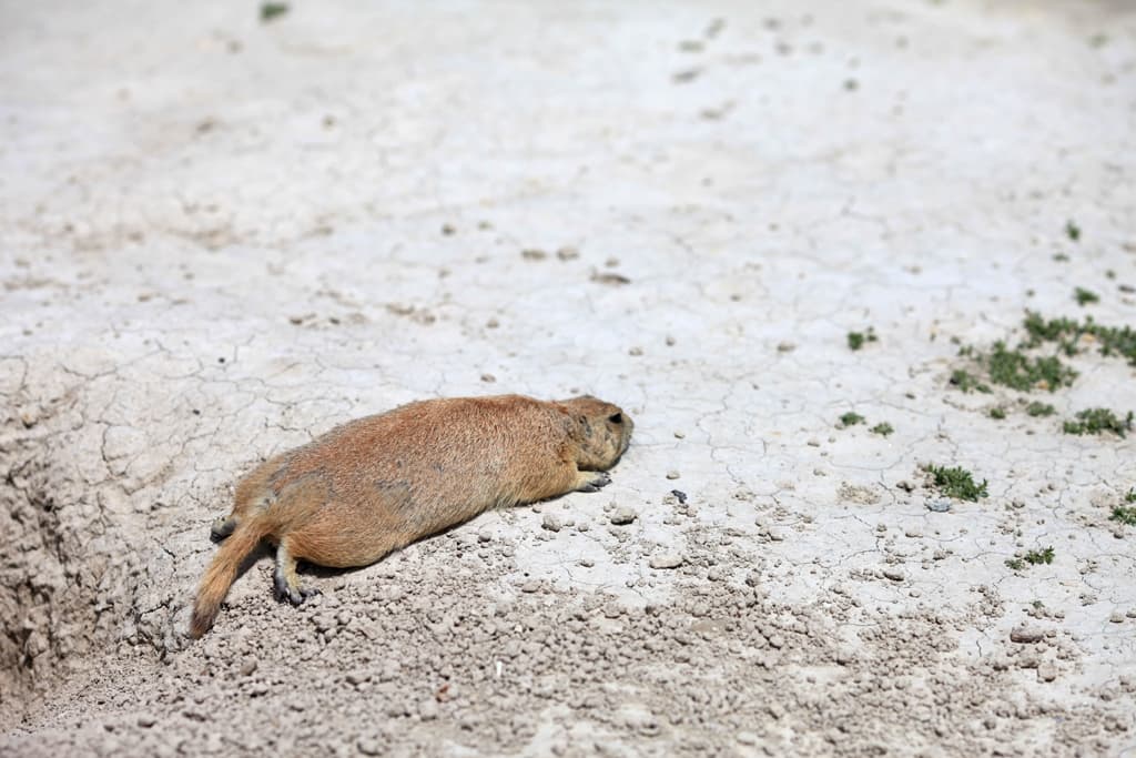 Flatler