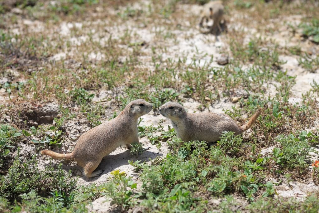 Kissin Cousins
