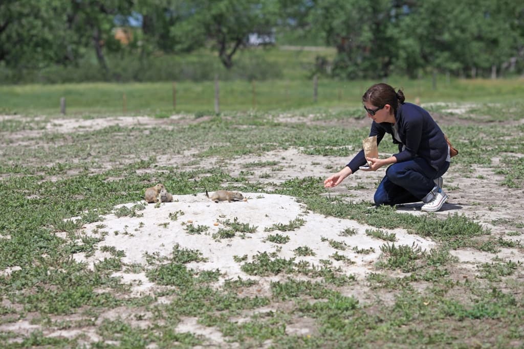 Alana Entices a Prairie Dog