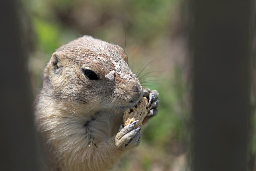 Muddy Buddy`